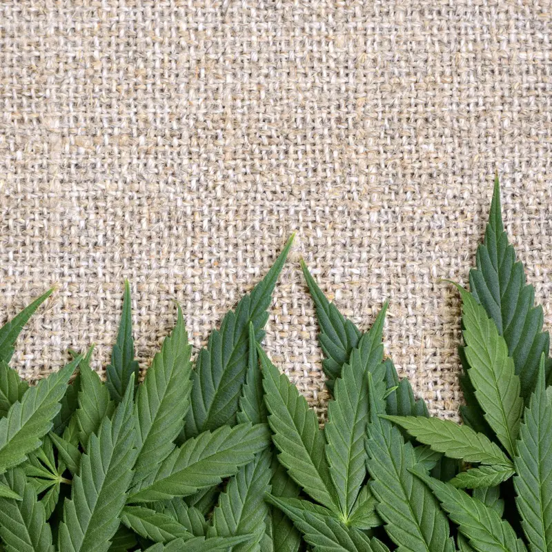 eco friendly fabric material organic hemp 1